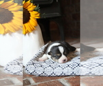 Small #5 Pembroke Welsh Corgi
