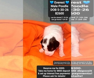 Poodle (Toy) Puppy for sale in TUCSON, AZ, USA