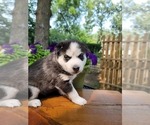 Small Photo #3 Siberian Husky Puppy For Sale in LINDENHURST, IL, USA
