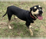 Small #1 Mutt
