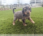 Puppy Aphrodite Bernedoodle