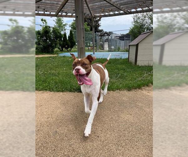Medium Photo #4 American Bulldog-Unknown Mix Puppy For Sale in Toronto, Ontario, Canada
