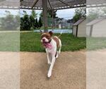 Small #3 American Bulldog Mix