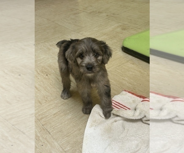 Medium Photo #6 F2 Aussiedoodle Puppy For Sale in BUSH, LA, USA