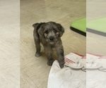 Small #5 F2 Aussiedoodle