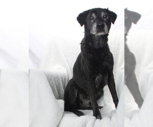 Labrador Retriever Dogs for adoption in Burbank, CA, USA