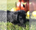 Small Photo #4 Labradoodle Puppy For Sale in ROBERTA, GA, USA