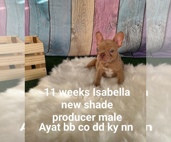 Medium Photo #50 French Bulldog Puppy For Sale in CAPE CORAL, FL, USA