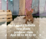 Small Photo #50 French Bulldog Puppy For Sale in CAPE CORAL, FL, USA