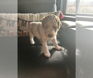 Goldendoodle-Poodle (Standard) Mix Puppy for sale in MOUNT WASHINGTON, KY, USA