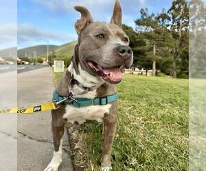 American Pit Bull Terrier Dogs for adoption in Santa Barbara, CA, USA