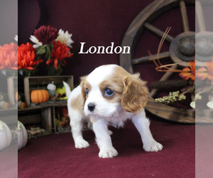 Cavalier King Charles Spaniel Puppy for sale in CHANUTE, KS, USA