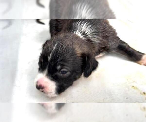 Medium Photo #1 Australian Kelpie Puppy For Sale in Houston, TX, USA