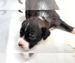 Small Australian Kelpie