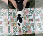 Small Photo #19 German Shorthaired Pointer Puppy For Sale in ARGONNE, WI, USA