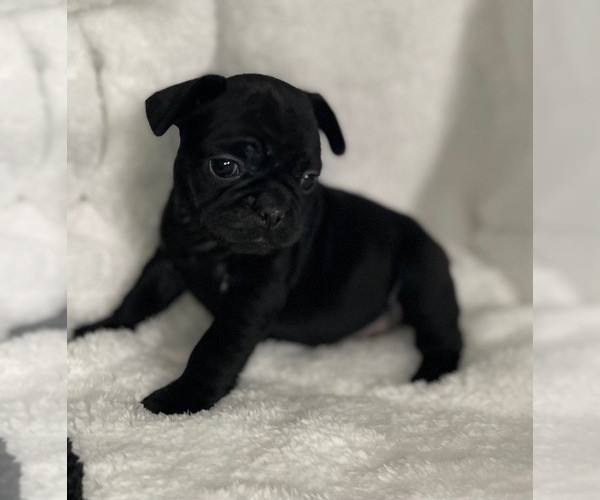 Medium Photo #3 French Bulldog Puppy For Sale in DECATUR, IL, USA