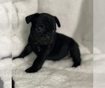 Small #2 French Bulldog