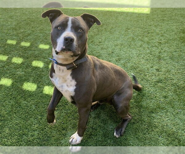 Medium Photo #2 Mutt Puppy For Sale in Moreno Valley, CA, USA