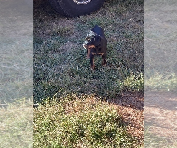 Medium Photo #5 Rottweiler Puppy For Sale in ATL, GA, USA