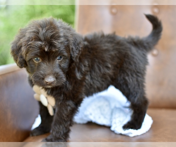 Medium Photo #7 Portuguese Water Dog Puppy For Sale in MILLERSBURG, OH, USA