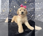 Small #2 Golden Retriever