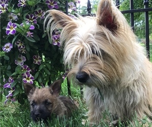 Mother of the Cairn Terrier puppies born on 04/07/2022