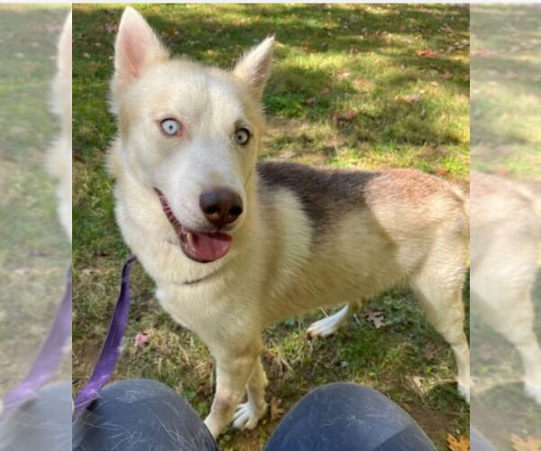 Medium Photo #1 Siberian Husky Puppy For Sale in Winston Salem, NC, USA