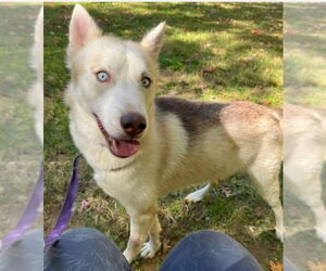 Siberian Husky Dogs for adoption in Winston Salem, NC, USA