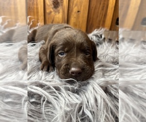 Labrador Retriever Puppy for Sale in NEOLA, West Virginia USA