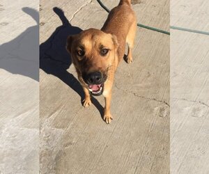 Black Mouth Cur-Boxer Mix Dogs for adoption in Dana Point, CA, USA