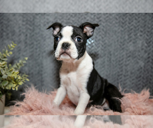 Boston Terrier Litter for sale in HARLAN, IN, USA