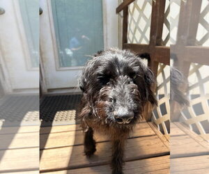 Miley May 26 - Female Miniature Labradoodle Dog for Adoption - Photo #7