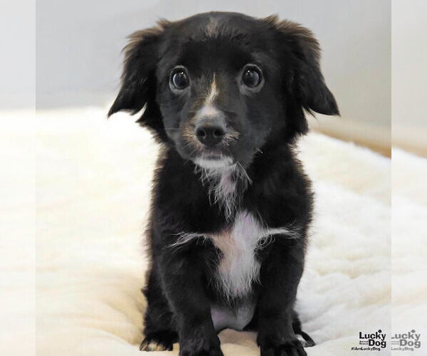 Medium Photo #1 Chihuahua-Unknown Mix Puppy For Sale in Washington, DC, USA