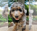 Small #5 Aussiedoodle