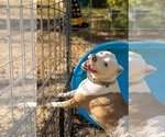 Small #15 American Bulldog Mix