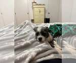 Small #4 Pekingese Mix