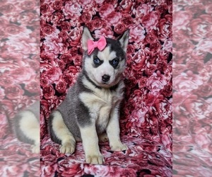 Siberian Husky Puppy for sale in PEACH BOTTOM, PA, USA