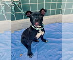 Small #3 Bullboxer Pit