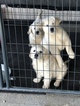 Small Photo #4 English Cream Golden Retriever Puppy For Sale in MARIANNA, FL, USA