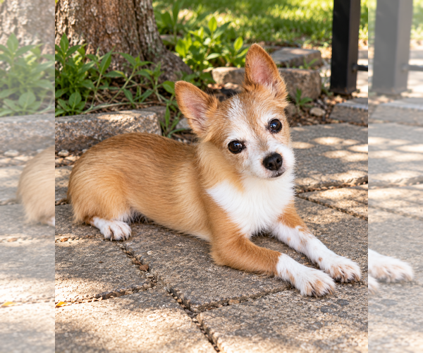 Medium Photo #1 Pomeranian-Unknown Mix Puppy For Sale in Sandy, UT, USA