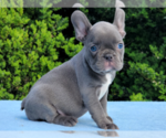 Small #5 French Bulldog