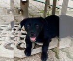 Small #3 Labrador Retriever Mix