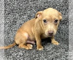 Small #2 Chihuahua Mix