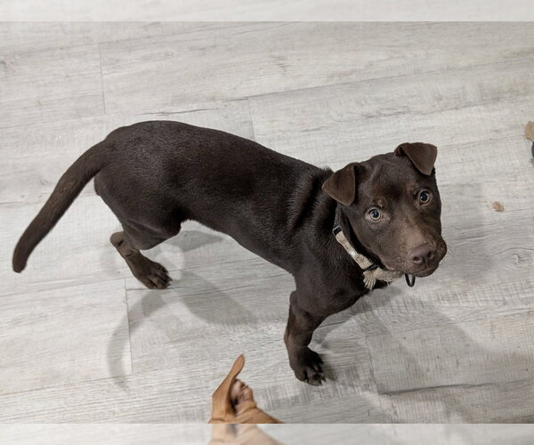 Medium Photo #4 Mutt Puppy For Sale in Boston, MA, USA
