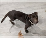 Small #3 Mutt