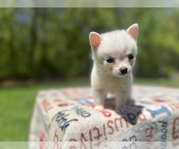 Medium Photo #18 Pomsky Puppy For Sale in DRACUT, MA, USA