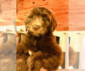 Goldendoodle Puppy for sale in DOE RUN, MO, USA