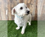 Small #3 Maltipoo
