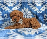 Small Photo #5 Cockapoo-Poodle (Miniature) Mix Puppy For Sale in PEACH BOTTOM, PA, USA