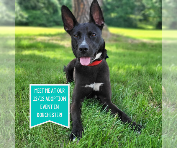 Medium Photo #1 Mutt Puppy For Sale in Boston, MA, USA